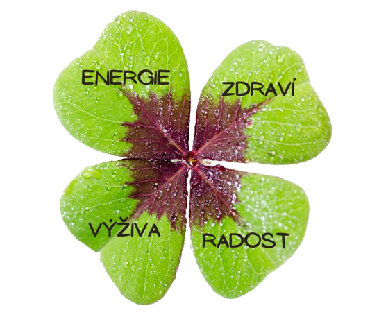 ctyrlistek2 removebg preview